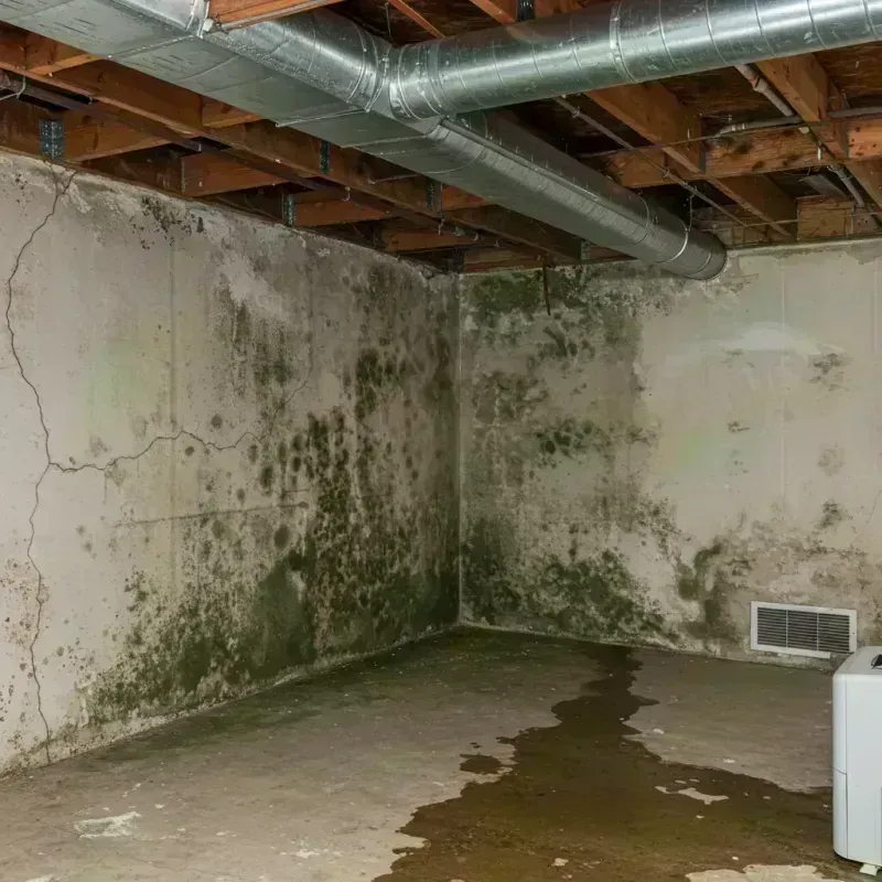 Professional Mold Removal in New Berlin, IL